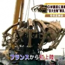 Ragno gigante invade Yokohama!