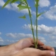 Giappone ecologico: I nuovi marciapiedi energetici
